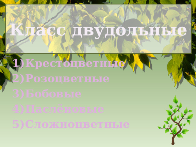 Класс двудольные Крестоцветные Розоцветные Бобовые Паслёновые Сложноцветные 