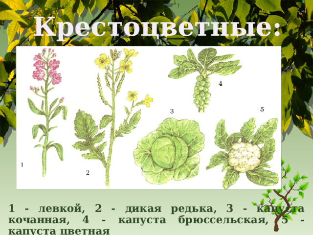 Крестоцветные: 1 - левкой, 2 - дикая редька, 3 - капуста кочанная, 4 - капуста брюссельская, 5 - капуста цветная 