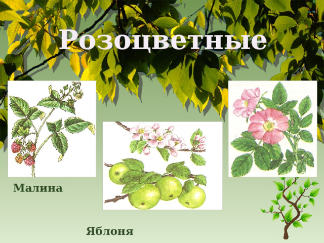 Розоцветные Малина Шиповник  Яблоня 