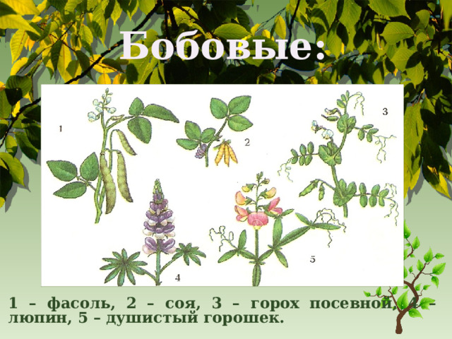Бобовые: 1 – фасоль, 2 – соя, 3 – горох посевной, 4 – люпин, 5 – душистый горошек. 