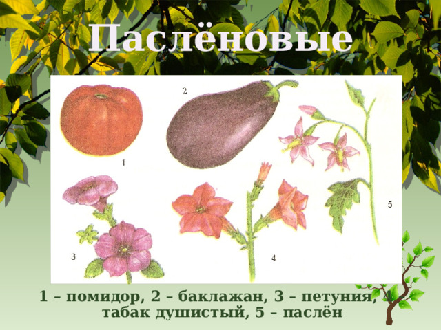 Паслёновые 1 – помидор, 2 – баклажан, 3 – петуния, 4 – табак душистый, 5 – паслён 