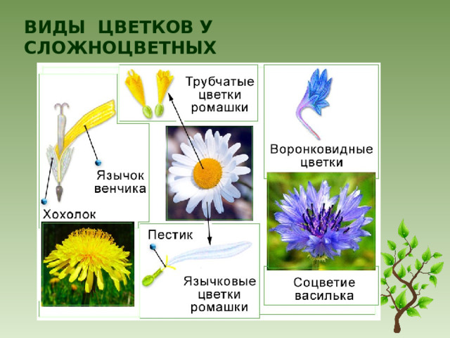 Виды цветков у сложноцветных 