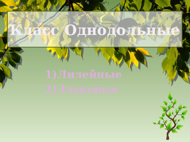 Класс Однодольные Лилейные Злаковые 