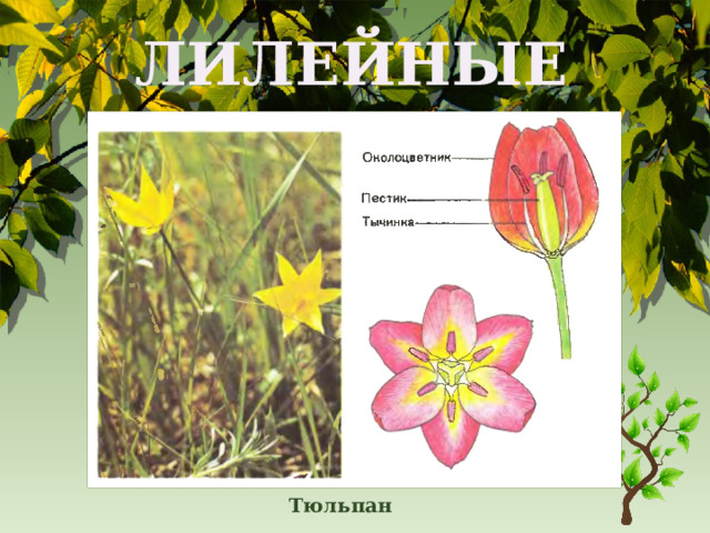 ЛИЛЕЙНЫЕ Тюльпан 