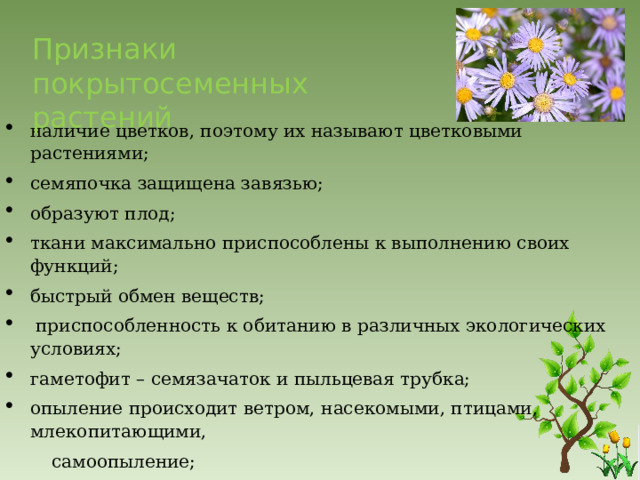 Признаки покрытосеменных растений   наличие цветков, поэтому их называют цветковыми растениями; семяпочка защищена завязью; образуют плод; ткани максимально приспособлены к выполнению своих функций; быстрый обмен веществ;  приспособленность к обитанию в различных экологических условиях; гаметофит – семязачаток и пыльцевая трубка; опыление происходит ветром, насекомыми, птицами, млекопитающими,  самоопыление; ярусность в лесу; жизненные формы: деревья, кустарники и травы; по продолжительности жизни: одно-, двух- и многолетние растения.   