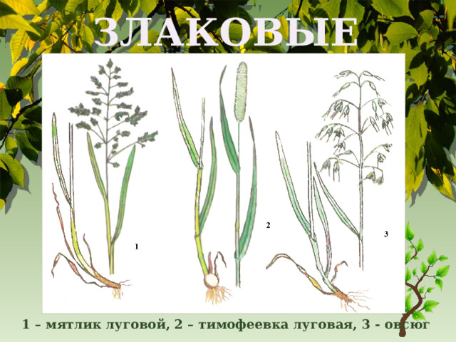 ЗЛАКОВЫЕ 1 – мятлик луговой, 2 – тимофеевка луговая, 3 - овсюг 