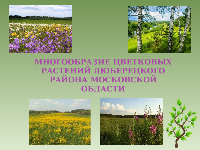 Многообразие цветковых растений Люберецкого района Московской области  