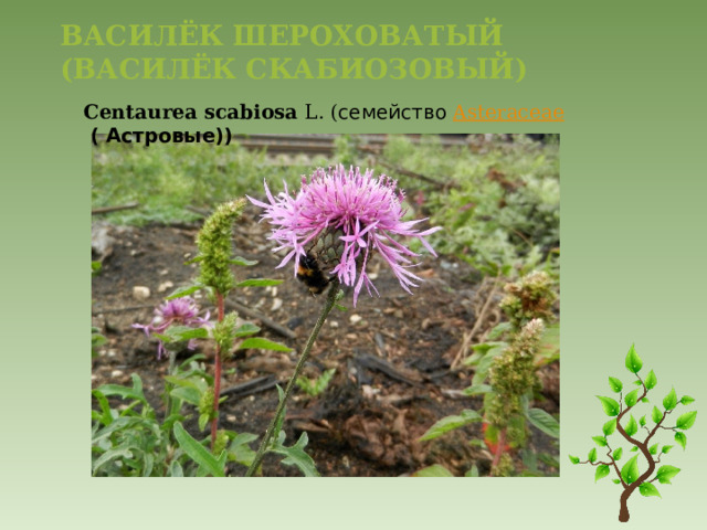 Василёк шероховатый (Василёк скабиозовый)   Centaurea   scabiosa   L. ( семейство   Asteraceae  ( Астровые)) 