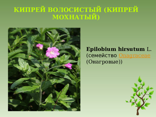 Кипрей волосистый (Кипрей мохнатый) Epilobium   hirsutum   L. ( семейство   Onagraceae (Онагровые)) 