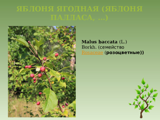 Яблоня ягодная (Яблоня Палласа, ...)   Malus   baccata   (L.) Borkh. ( семейство   Rosaceae ( розоцветные)) 