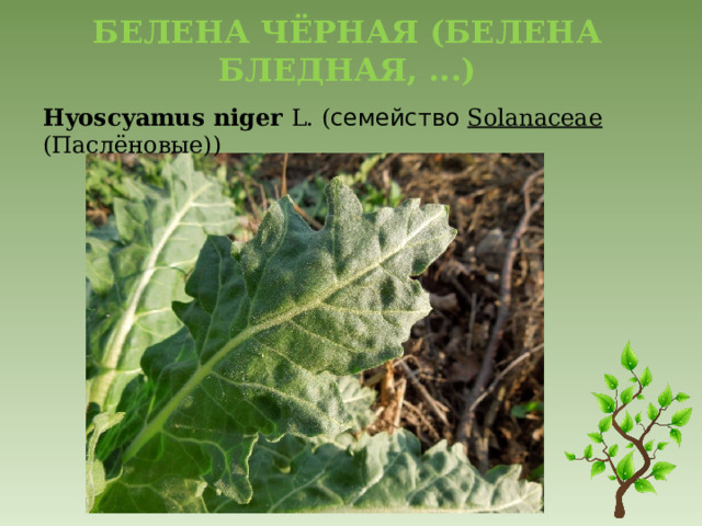 Белена чёрная (Белена бледная, ...)   Hyoscyamus   niger   L. ( семейство   Solanaceae (Паслёновые))   
