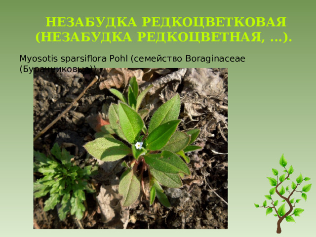 Незабудка редкоцветковая (Незабудка редкоцветная, ...). Myosotis sparsiflora Pohl (семейство Boraginaceae (Бурачниковые)) 