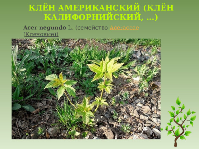 Клён американский (Клён калифорнийский, ...)   Acer   negundo   L. ( семейство   Aceraceae ( Кленовые))    
