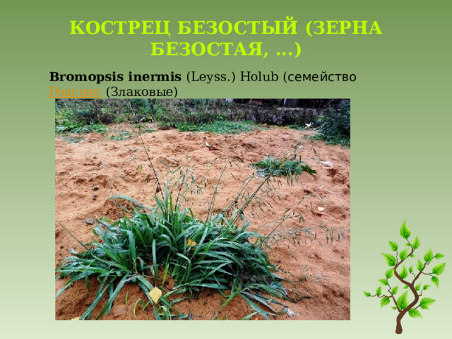 Кострец безостый (Зерна безостая, ...)   Bromopsis   inermis   (Leyss.) Holub ( семейство   Poaceae (Злаковые) 