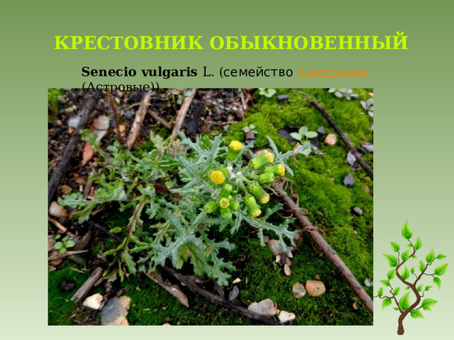 Крестовник обыкновенный   Senecio   vulgaris   L. ( семейство   Asteraceae (Астровые)) 