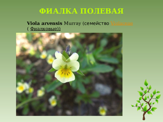 Фиалка полевая   Viola   arvensis   Murray ( семейство   Violaceae (   Фиалковые)) 
