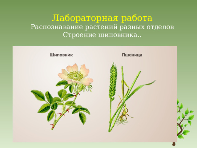 Лабораторная работа  Распознавание растений разных отделов Строение шиповника.. 