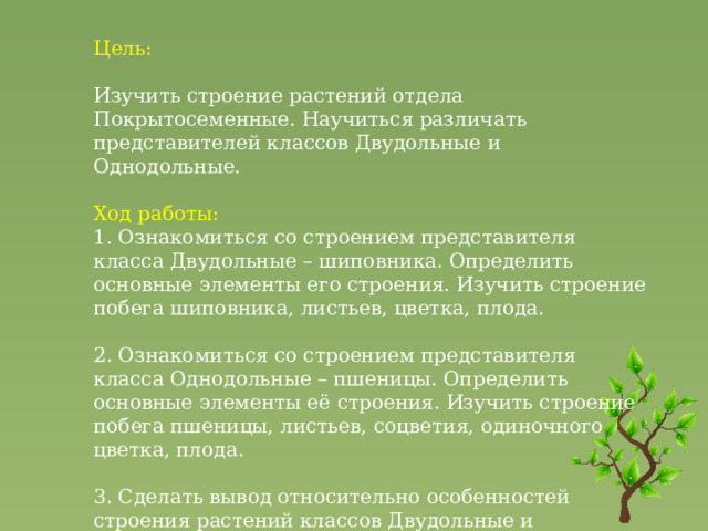 Цель:   Изучить строение растений отдела Покрытосеменные. Научиться различать представителей классов Двудольные и Однодольные.   Ход работы: 1. Ознакомиться со строением представителя класса Двудольные – шиповника. Определить основные элементы его строения. Изучить строение побега шиповника, листьев, цветка, плода.   2. Ознакомиться со строением представителя класса Однодольные – пшеницы. Определить основные элементы её строения. Изучить строение побега пшеницы, листьев, соцветия, одиночного цветка, плода.   3. Сделать вывод относительно особенностей строения растений классов Двудольные и Однодольные .  