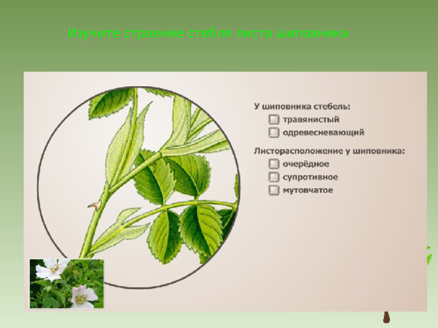 Изучите строение стебля листа шиповника 