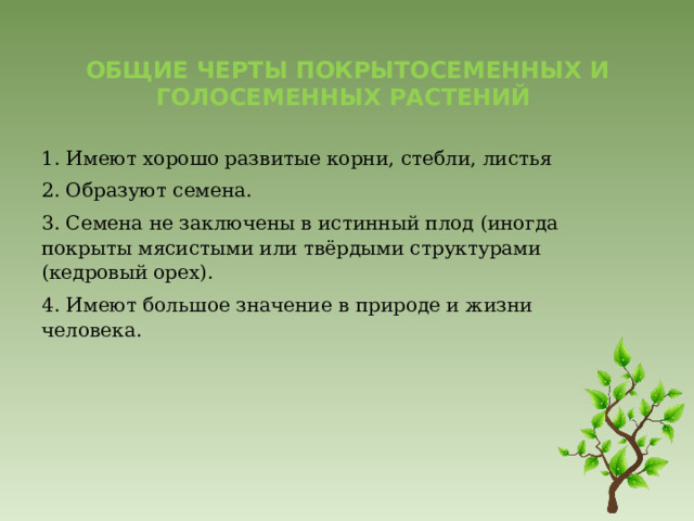 Общие черты покрытосеменных и голосеменных растений 1. Имеют хорошо развитые корни, стебли, листья 2. Образуют семена. 3. Семена не заключены в истинный плод (иногда покрыты мясистыми или твёрдыми структурами (кедровый орех). 4. Имеют большое значение в природе и жизни человека. 