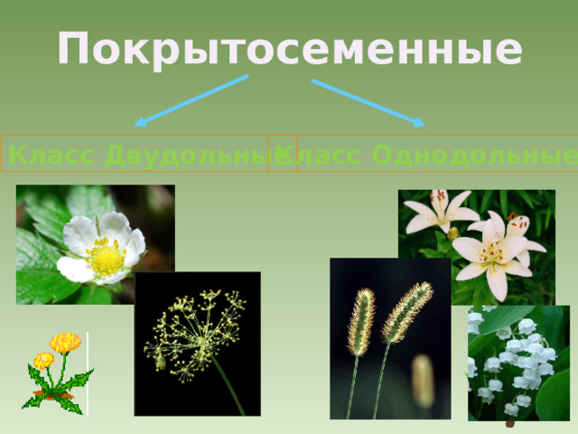 Покрытосеменные Класс Двудольные Класс  Однодольные 