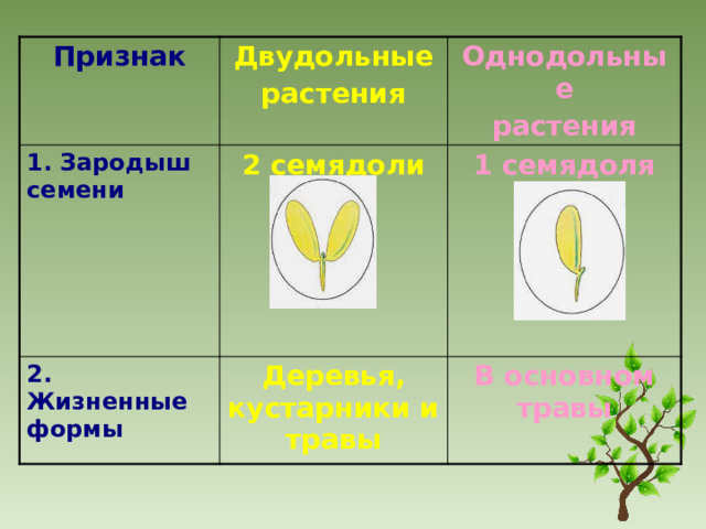 Признак Двудольные 1. Зародыш семени растения Однодольные 2 семядоли 2. Жизненные формы растения 1 семядоля Деревья, кустарники и травы В основном травы 