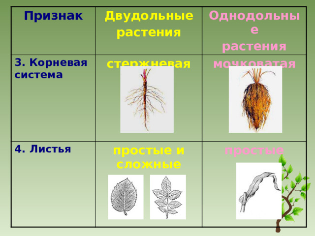 Признак Двудольные 3. Корневая система растения стержневая 4. Листья Однодольные простые и сложные растения мочковатая простые 