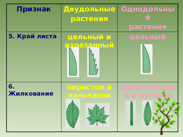 Признак Двудольные 5. Край листа 6. Жилкование растения цельный и изрезанный Однодольные перистое и пальчатое цельный растения параллельное и дуговое 