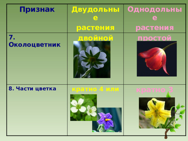 Признак Двудольные 7. Околоцветник растения двойной 8. Части цветка Однодольные кратно 4 или 5 растения простой кратно 3 