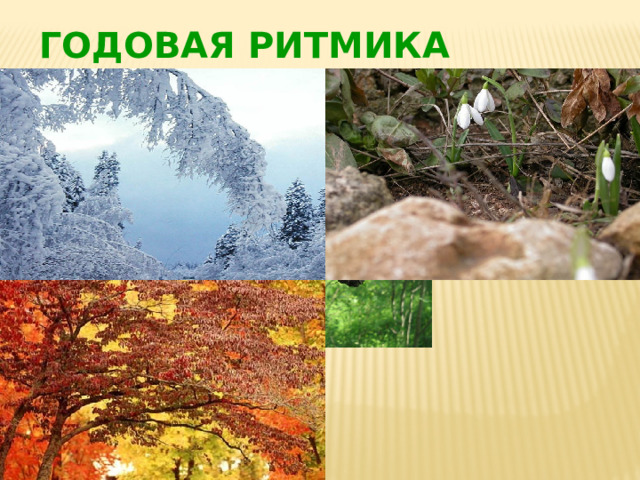 ГОДОВАЯ РИТМИКА 