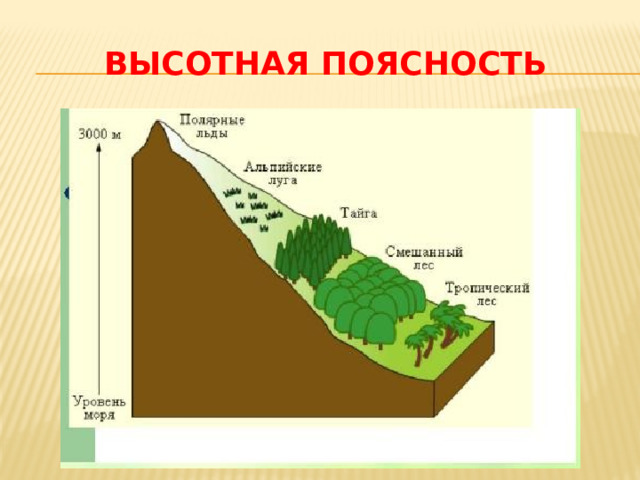 Высотная поясность 