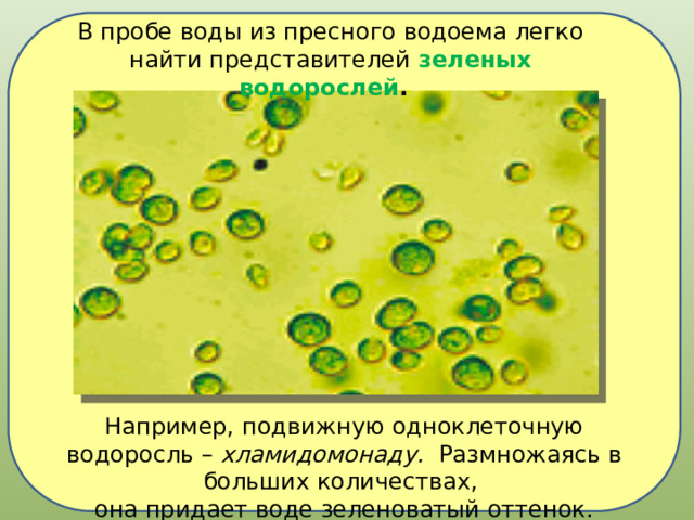 В пробе воды из пресного водоема легко найти представителей  зеленых водорослей .    Например, подвижную одноклеточную водоросль –  хламидомонаду.   Размножаясь в больших количествах, она придает воде зеленоватый оттенок. 