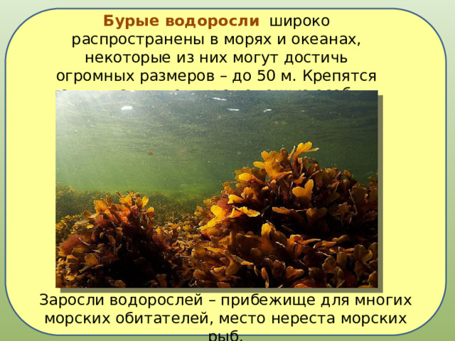 Бурые водоросли   широко распространены в морях и океанах, некоторые из них могут достичь огромных размеров – до 50 м. Крепятся эти гиганты ко дну с помощью особых выростов – ризоидов. Заросли водорослей – прибежище для многих морских обитателей, место нереста морских рыб. 
