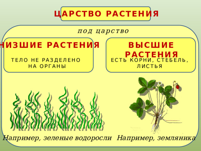 ЦАРСТВО РАСТЕНИЯ под царство ВЫСШИЕ РАСТЕНИЯ НИЗШИЕ РАСТЕНИЯ ТЕЛО НЕ РАЗДЕЛЕНО ЕСТЬ КОРНИ, СТЕБЕЛЬ, НА ОРГАНЫ ЛИСТЬЯ Например, зеленые водоросли Например, земляника 