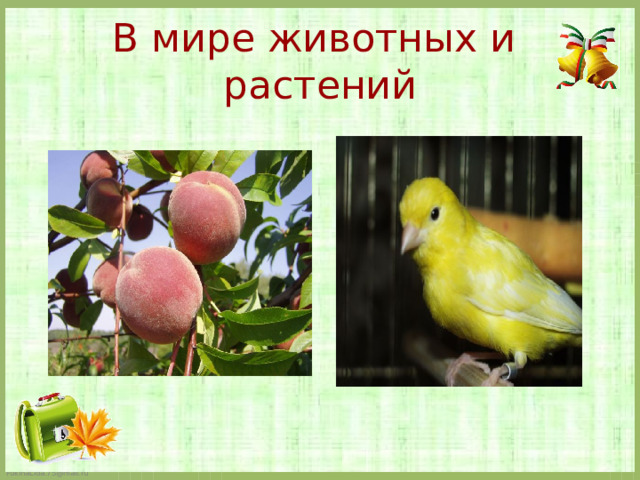 В мире животных и растений   