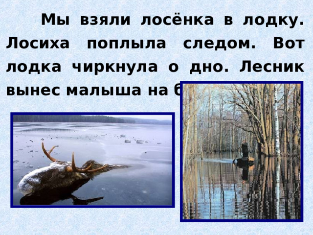  Мы взяли лосёнка в лодку. Лосиха поплыла следом. Вот лодка чиркнула о дно. Лесник вынес малыша на берег. 