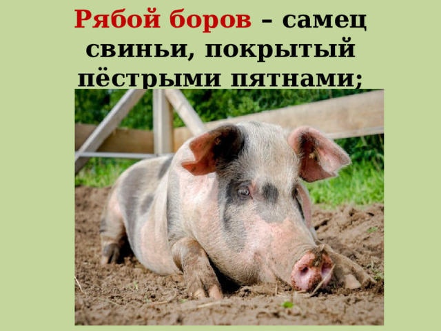 Рябой боров – самец свиньи, покрытый пёстрыми пятнами;   