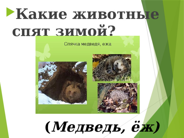 Какие животные спят зимой? ( Медведь, ёж) 