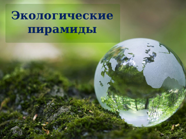 Экологические пирамиды 