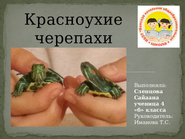 Красноухие черепахи Выполнила: Слепцова Сайаана ученица 4 «б» класса Руководитель: Иманова Т.С. 