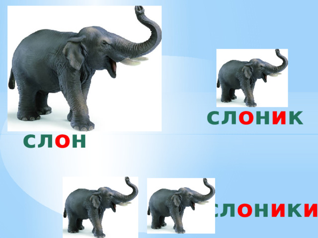 сл о н и к сл о н сл о н и к и 