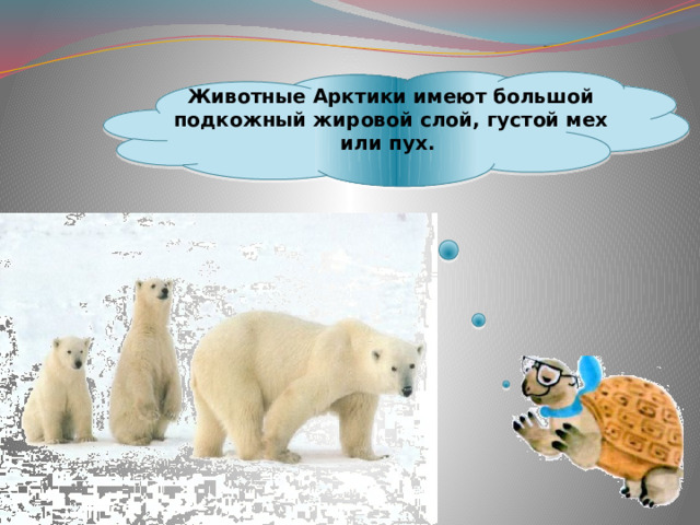 Животные Арктики имеют большой подкожный жировой слой, густой мех или пух.  
