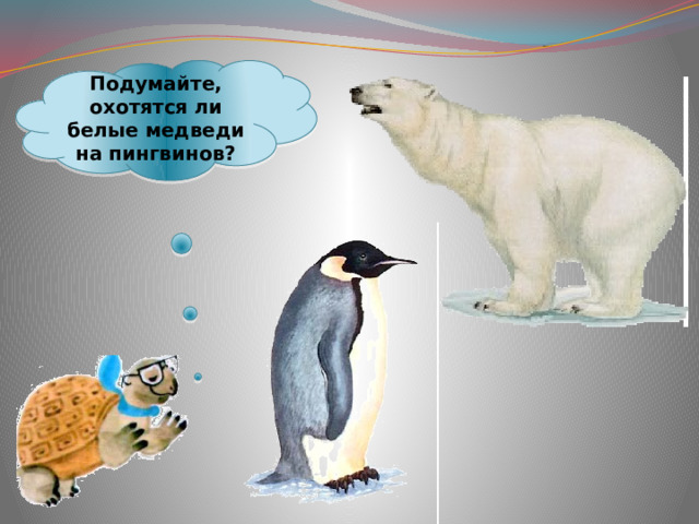 Подумайте, охотятся ли белые медведи на пингвинов? 