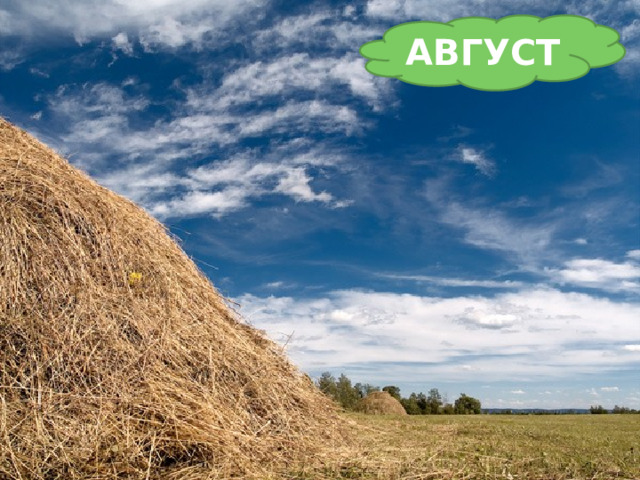 АВГУСТ  Листья клёна пожелтели. В страны юга улетели Быстрокрылые стрижи. Что за месяц, подскажи!   