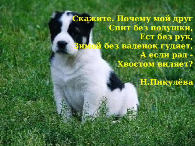 Скажите. Почему мой друг Спит без подушки, Ест без рук, Зимой без валенок гуляет, А если рад - Хвостом виляет?  Н.Пикулёва 