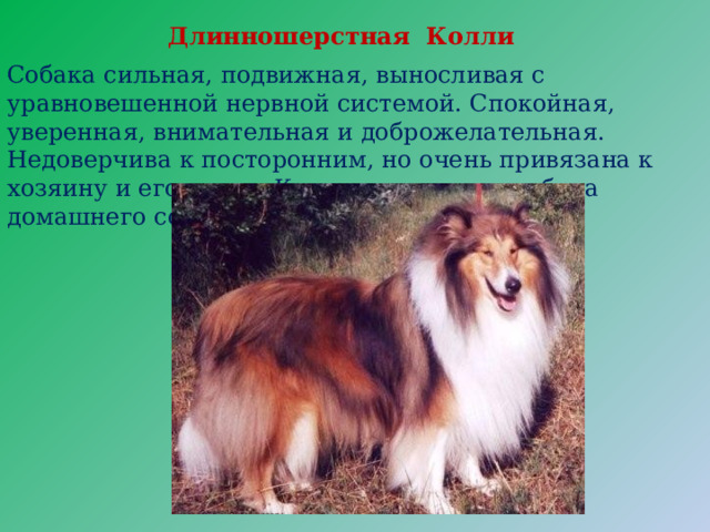 Длинношерстная Колли Собака сильная, подвижная, выносливая с уравновешенной нервной системой. Спокойная, уверенная, внимательная и доброжелательная. Недоверчива к посторонним, но очень привязана к хозяину и его семье. Колли - идеальная собака домашнего содержания. 
