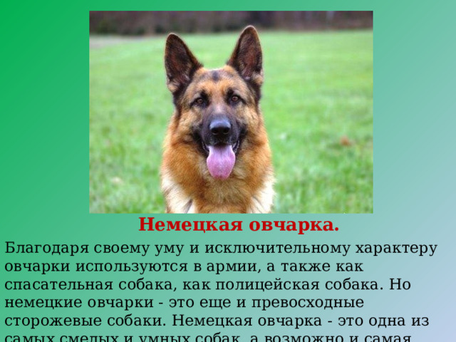 Немецкая овчарка. Благодаря своему уму и исключительному характеру овчарки используются в армии, а также как спасательная собака, как полицейская собака. Но немецкие овчарки - это еще и превосходные сторожевые собаки. Немецкая овчарка - это одна из самых смелых и умных собак, а возможно и самая умная. 