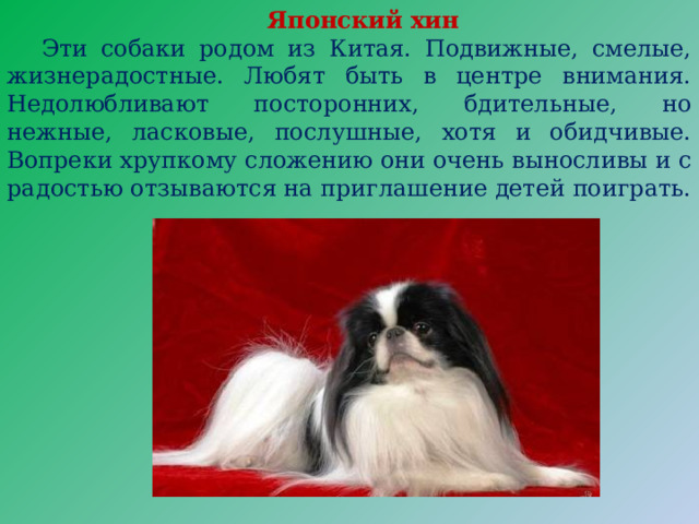 Японский хин  Эти собаки родом из Китая. Подвижные, смелые, жизнерадостные. Любят быть в центре внимания. Недолюбливают посторонних, бдительные, но нежные, ласковые, послушные, хотя и обидчивые. Вопреки хрупкому сложению они очень выносливы и с радостью отзываются на приглашение детей поиграть. 