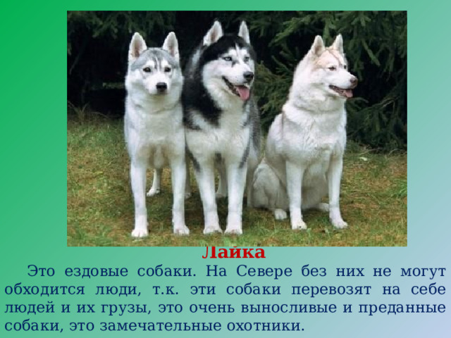 Лайка  Это ездовые собаки. На Севере без них не могут обходится люди, т.к. эти собаки перевозят на себе людей и их грузы, это очень выносливые и преданные собаки, это замечательные охотники. 