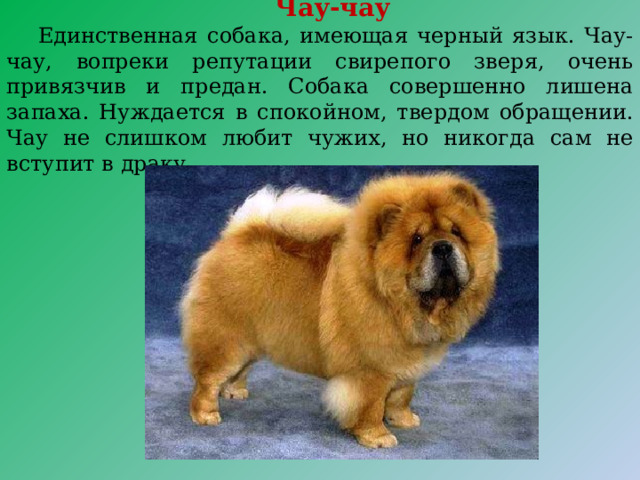 Чау-чау  Единственная собака, имеющая черный язык. Чау-чау, вопреки репутации свирепого зверя, очень привязчив и предан. Собака совершенно лишена запаха. Нуждается в спокойном, твердом обращении. Чау не слишком любит чужих, но никогда сам не вступит в драку. 